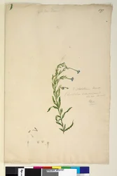Página 197. Epilobium glabellum